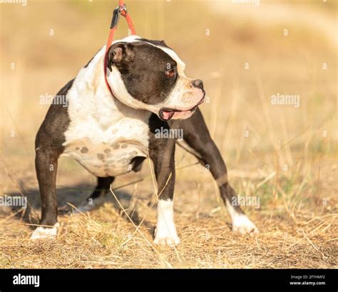 Young american black and white bully outdoor Stock Photo - Alamy