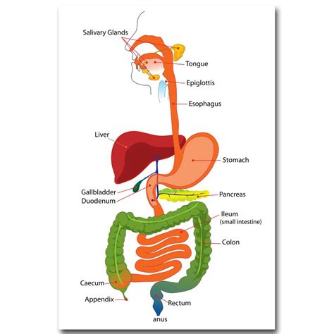 Human Organ Map - ClipArt Best