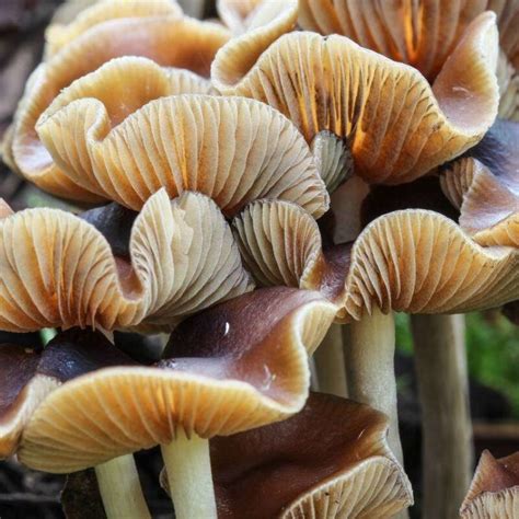 Psilocybe Cyanescens All About Growing Hunting Mushrooms