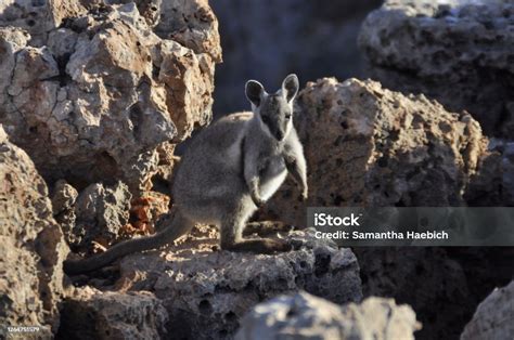 Endangered Black Flanked Rock Wallaby In Its Natural Rocky Habitat ...