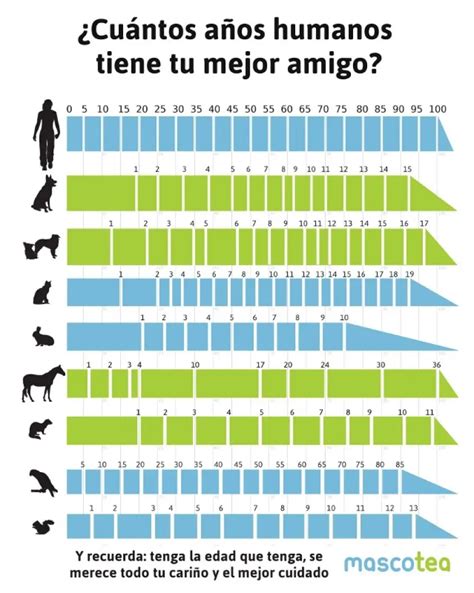 Longevidad De Los Pájaros cuánto Tiempo Viven Y Cómo Cuidarlos