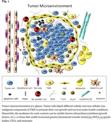 肿瘤微环境看基质和免疫细胞就太泛了 知乎