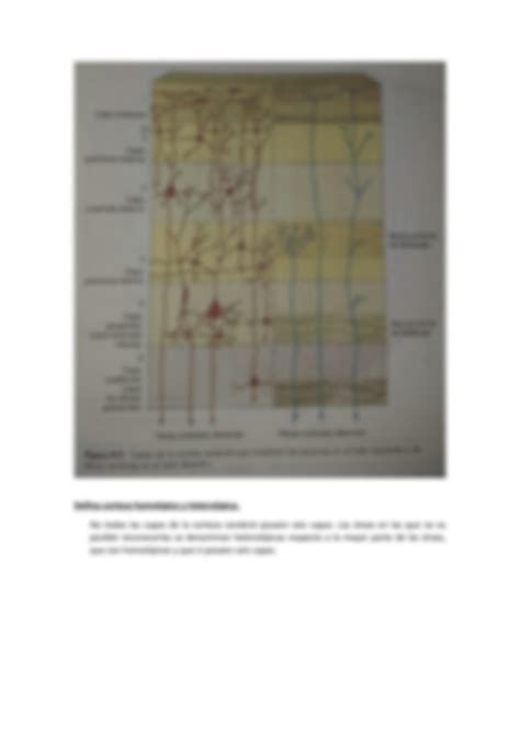 SOLUTION Estructura Y Funci N De Corteza Cerebral Studypool