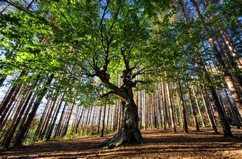 Big Old Tree In A Pine Forest Nature Stock Photos Creative Market