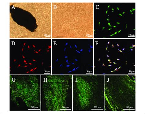 Characteristics Of Epidermal Neural Crest Stems Cells Epi Ncscs In