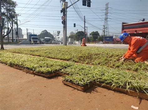 Projeto Florir Realiza A Es De Paisagismo Na Avenida Atl Ntica