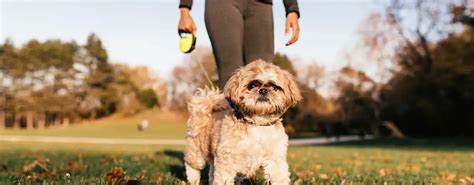 Shih Tzu Les Meilleures Activit S De Plein Air