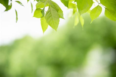 Premium Photo Closeup Beautiful Attractive Nature View Of Green Leaf