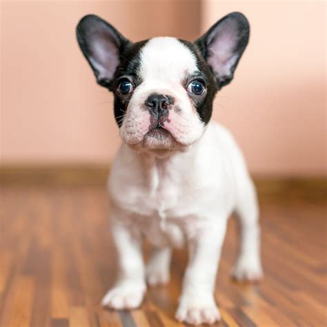 Bulldog Francese Teacup French Bulldogs White French Bulldog Puppies