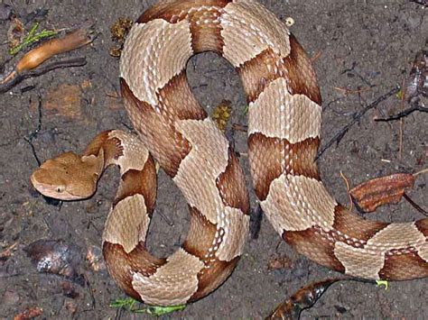 Copperhead Snake Habitat and Reproduction ~ planetanimalzone