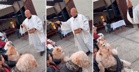 Tiktok Viral Sacerdote Lanza Agua Bendita A Perritos Y Uno De Ellos