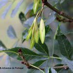 Fraxinus excelsior Freixo europeu Árvores e Arbustos de Portugal