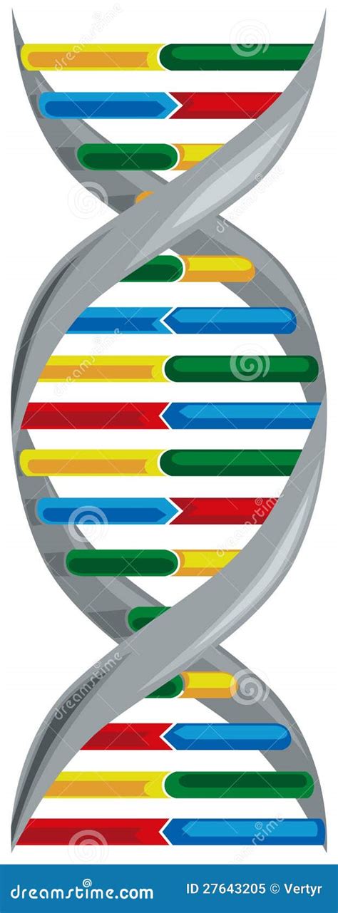 Vector Illustration Of Deoxyribonucleic Acid Stock Vector Illustration Of Science Protein