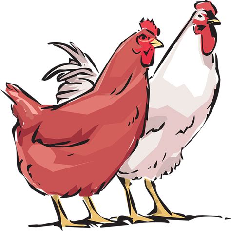 Plus De 6 000 Images De Coq Et Poule Et De Poule Pixabay