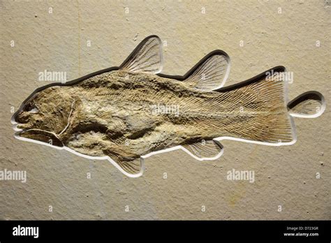 Coelacanth skeleton hi-res stock photography and images - Alamy