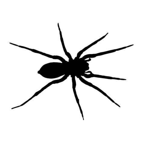 Premium Vector Spider Silhouette Vector Black Color On White Background