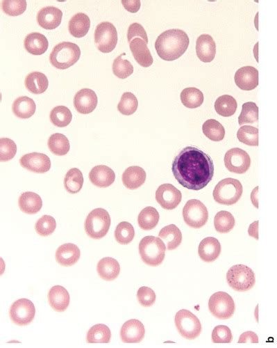 Cell Morphology Flashcards Quizlet