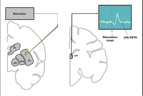 Figure 1 From Diverse Sources Of Reward Value Signals In The Basal