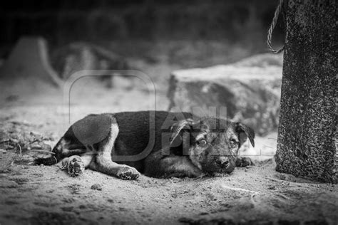 Small Indian Street Puppy Dog Or Stray Pariah Dog In Black And White