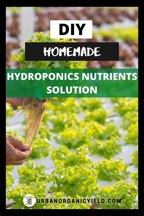 DIY Hydroponics Nutrients Solution Hydroponics Hydroponic Nutrient