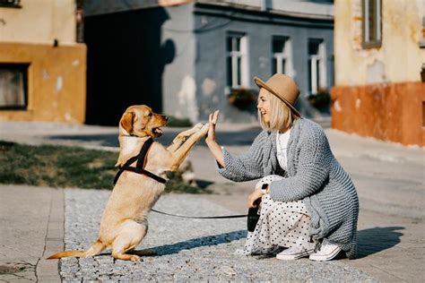 Cómo educar a un perro Refuerzo positivo