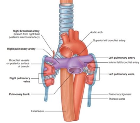 LO 1 Pulmonary Circulation Flashcards Quizlet