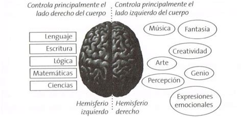 Funciones De Los Hemisferios Cerebrales Braidot 2009 P 31 Download Scientific Diagram