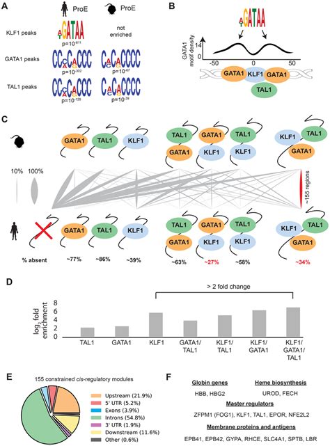 Combinatorial Occupancy Patterns Of Transcription Factors Are Strongly