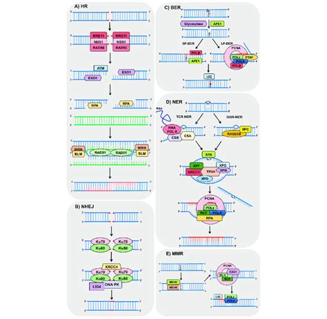 Schemes Of The Main DNA Repair Pathways Reported To Crosstalk With