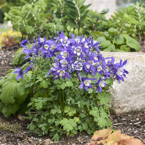 Kirigami Deep Blue White Columbine Aquilegia Caerulea Proven