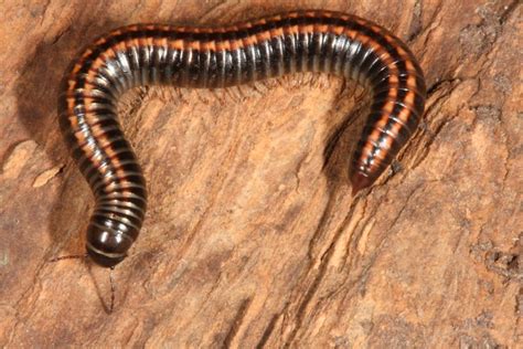 Myriapoda: Collection | Senckenberg Society for Nature Research