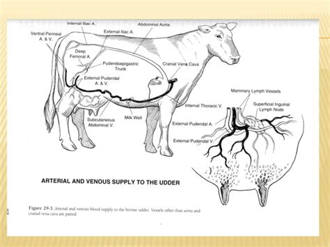 Bovine Mammary Glands Complete Ppt