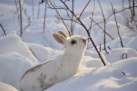 Cute White Bunny Snow Winter Animal 4k Wallpaper Animals Wild