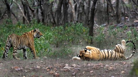 Raza Kazmi Writes As Indias Tiger Numbers Rise A Troubling Trend Can