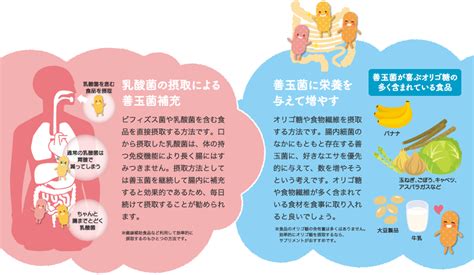 乳酸菌と酵素の力 けんこう物語