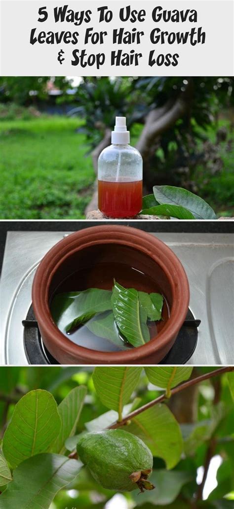 5 Ways To Use Guava Leaves For Hair Growth And Stop Hair Loss Saç Stilleri Saç