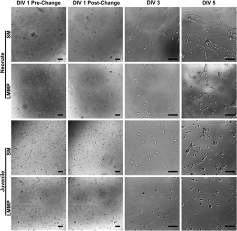 Cell Press Star Protocols