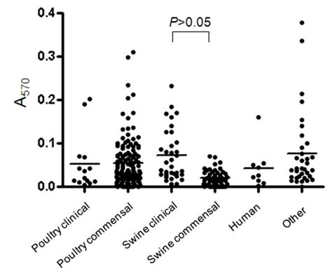 Biofilm Formation By C Perfringens Isolates Biofilm Formation Of C