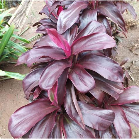 Cordyline Terminalis Ruby Ornamental Plants Village Organic Products