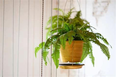 Boston Fern Roots And Their Propagation - Gardening Dream