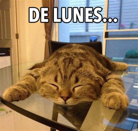 Memes Divertidos Para Sobrevivir Mejor Al Lunes