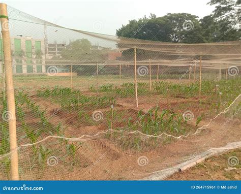 Maize Tree on Farm for Harvest Stock Image - Image of grow, production ...