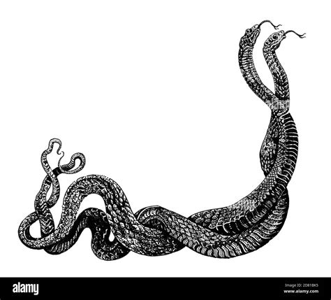 Two Snakes Entwined In Love Dance Hand Drawn Ink Pen Illustration