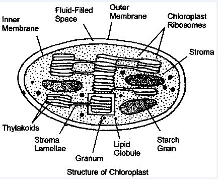 Draw A Neat Labelled Diagram Of Chloroplast