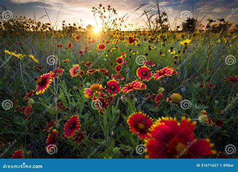 Breezy Dawn Over Texas Wildflowers Stock Image Image Of Beautiful