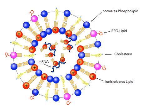 Liposomen