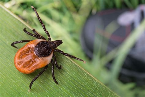 1 Lyme Disease Treatment Center In Mexico Oasis Medical