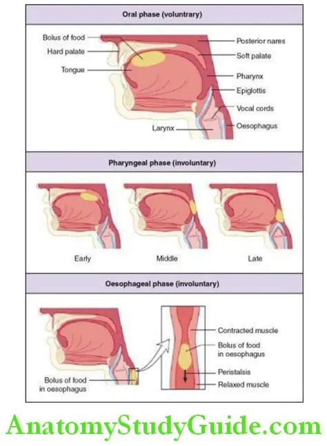 Anatomy of the Stomach