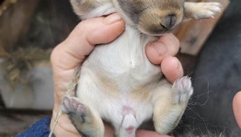 Cómo saber si un conejo es macho o hembra 2 Pasos