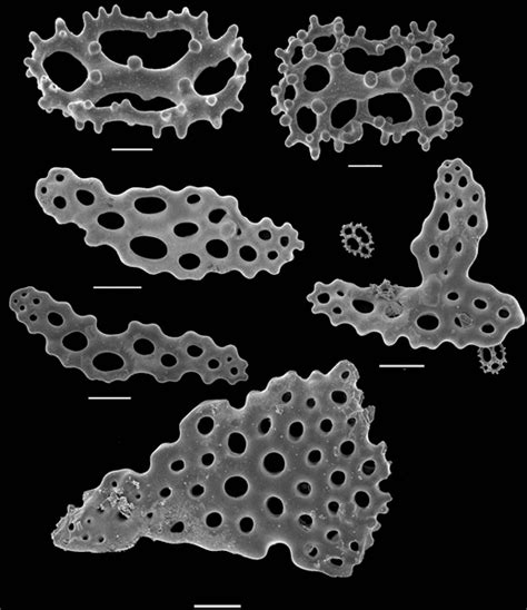 Port Phillip Bay Taxonomy Toolkit